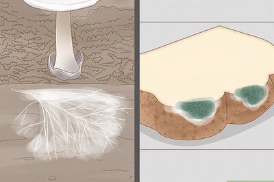 How to Grow Mold
