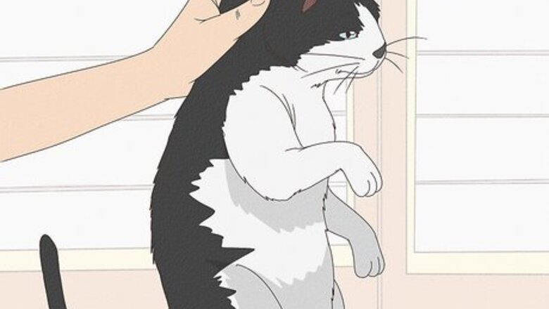 How to Calm an Aggressive Cat