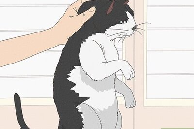 How to Calm an Aggressive Cat