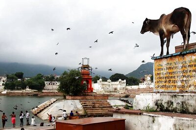 BJP's Telangana Manifesto Promises Free Distribution of Cows to 1 Lakh People Every Year