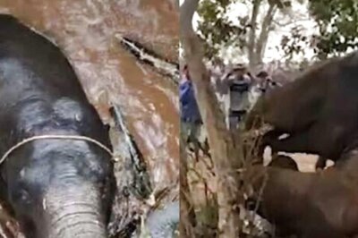 In Virajpet Coffee Plantation, Wild Elephant Dies After Falling Into Well