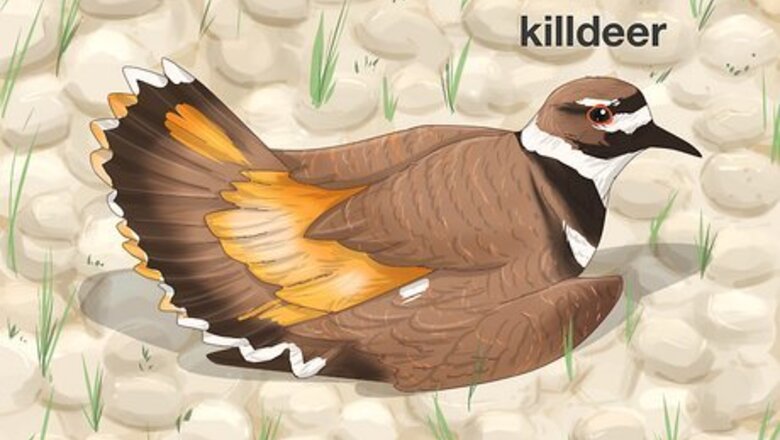 How to Take Care of a Wild Bird