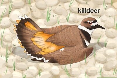 How to Take Care of a Wild Bird