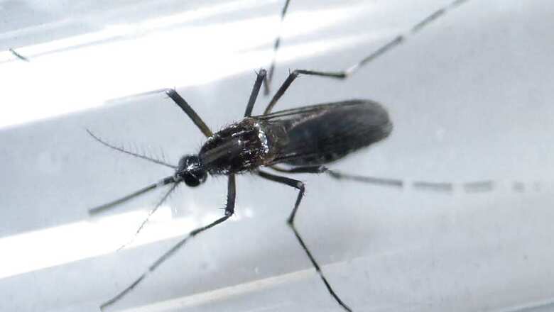 First Case of Zika Virus Reported in Rajasthan After Woman Tests Positive: Official