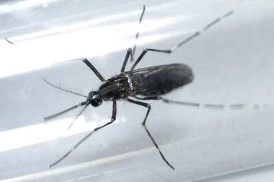 First Case of Zika Virus Reported in Rajasthan After Woman Tests Positive: Official