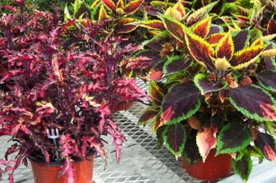 How to Plant Coleus in Full Sun