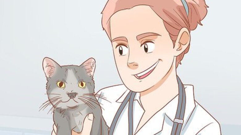 How to Treat Cleft Palate in Cats