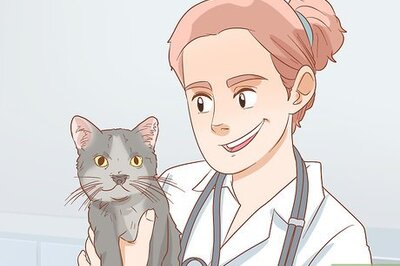 How to Treat Cleft Palate in Cats