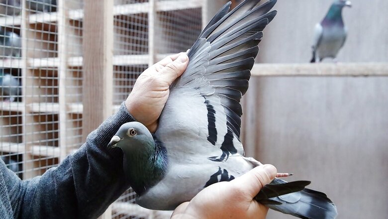 Amritsar Police File FIR Against 'Suspicious' Pigeon Near Pakistan Border, White Paper Recovered