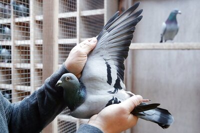 Amritsar Police File FIR Against 'Suspicious' Pigeon Near Pakistan Border, White Paper Recovered