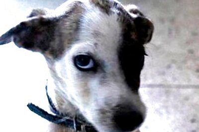 US man files lawsuit seeking $2 undecillion over dog bite