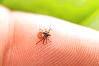 What is Lyme Disease and How Can You Prevent it