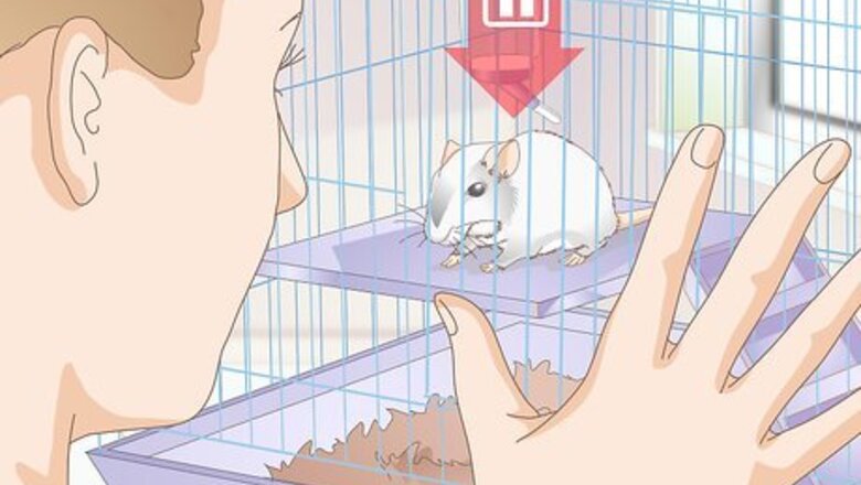 How to Know if Your Gerbil Is Having a Seizure