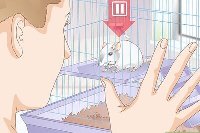 How to Know if Your Gerbil Is Having a Seizure