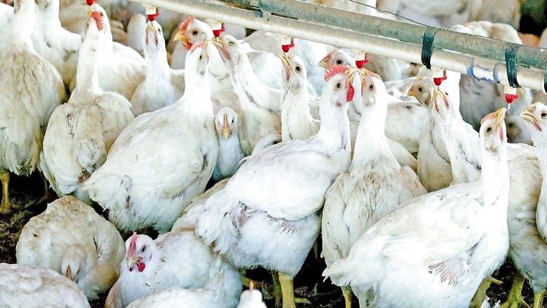 20-25 Percent Dip in Chicken Sales in Delhi; Demand Falls in Restaurants over Bird Flu Scare