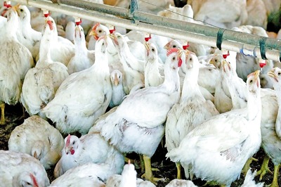 20-25 Percent Dip in Chicken Sales in Delhi; Demand Falls in Restaurants over Bird Flu Scare