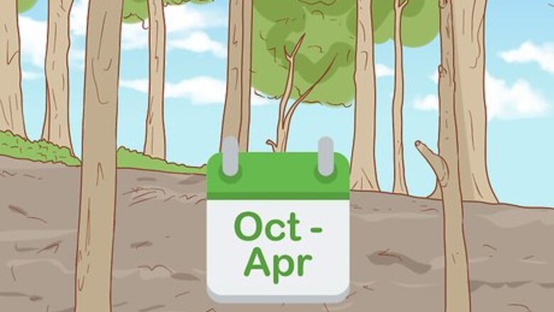 How to Hand Feed a Chickadee