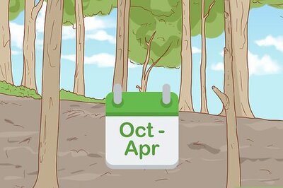 How to Hand Feed a Chickadee