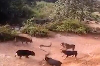 Trending: Dogs Repeatedly Attack, 'Bite' King Cobra In Nerve-Wracking Video
