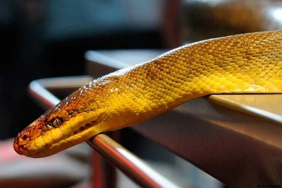 Chennai: Man arrested for carrying venomous snakes in flight