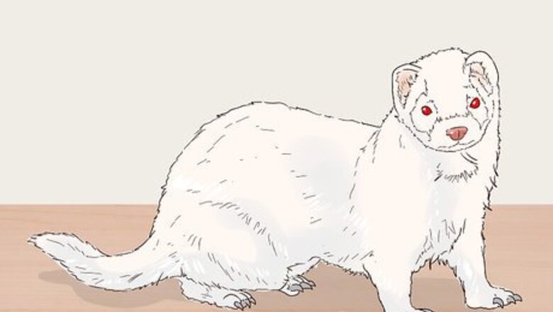 How to Choose Between Ferret Colors and Coat Patterns