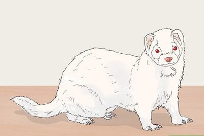 How to Choose Between Ferret Colors and Coat Patterns