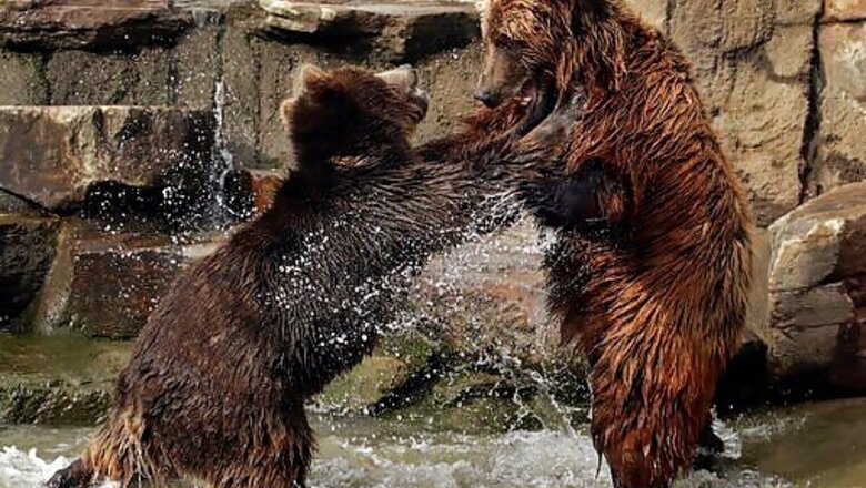 Big Cats, Bears, Ferrets Get COVID-19 Vaccine At Oakland Zoo