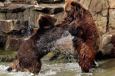 Big Cats, Bears, Ferrets Get COVID-19 Vaccine At Oakland Zoo