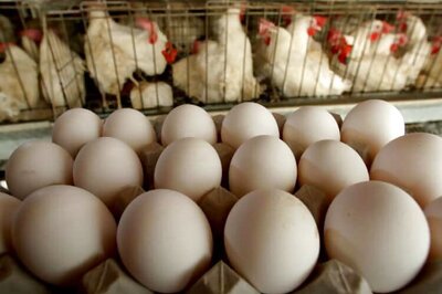 US college offering crash course in raising chickens