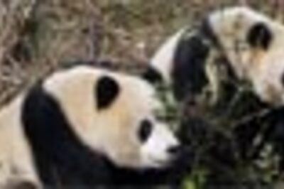 Giant panda undergoes cataract surgery