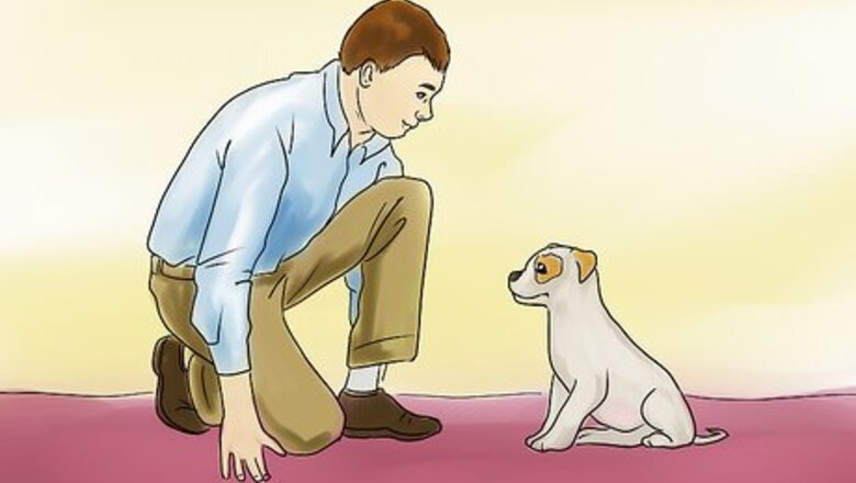 How to Teach a Small Dog to Lie Down on Command