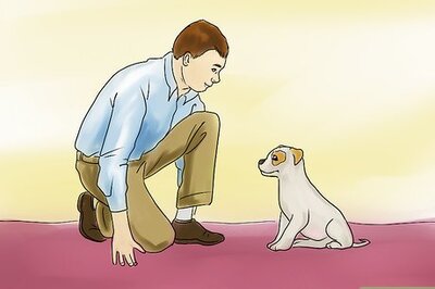 How to Teach a Small Dog to Lie Down on Command
