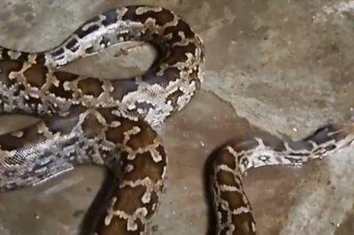 Bone-chilling Video Of Giant Burmese Python Crawling On Hyderabad Street After Heavy Rains