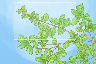 How to Grow Jasmine from Cuttings