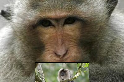 Viral Video of a Lion-tailed Monkey Has Caught Internet's Attention