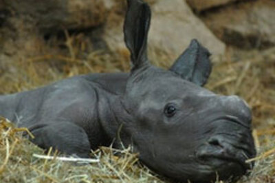 Rhino born from artificial insemination