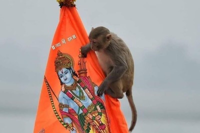 'Hanuman Spotted': Monkeys Visit Ram Temples After Ayodhya Inauguration
