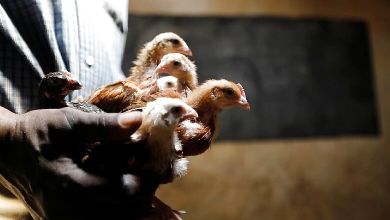 Poultry Farms Can't Be Exempted from Regulation as They Cause Pollution, States to Enforce Norms: NGT