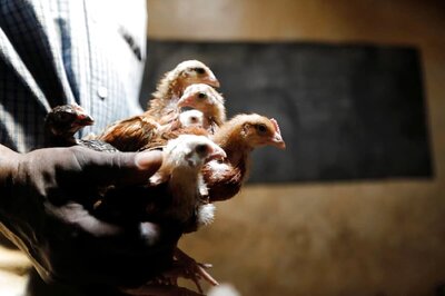 Poultry Farms Can't Be Exempted from Regulation as They Cause Pollution, States to Enforce Norms: NGT