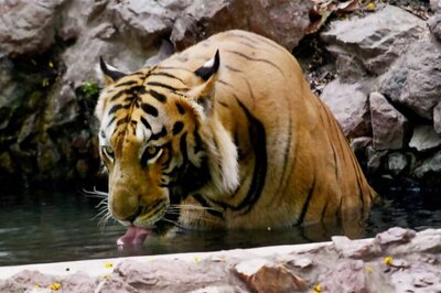 MP Continues to Lose Tigers, First Death of 2018 Reported