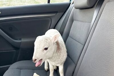 Scotland Couple, Carrying Lamb And Drugs Worth Rs 10 Lakh, Arrested By Police