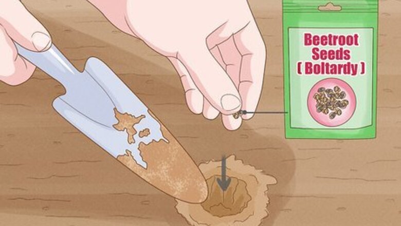 How to Grow Beetroot