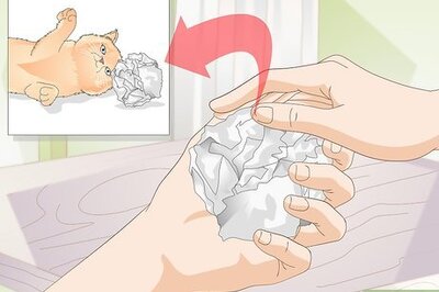 How to Keep a Bored Indoor Cat Entertained While You're Not at Home