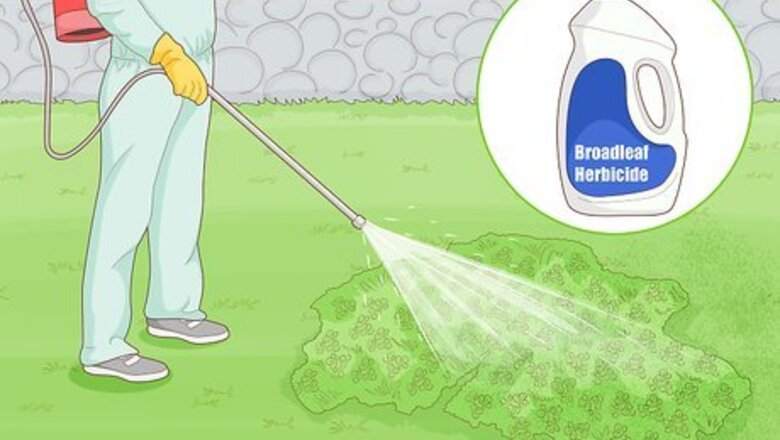 How to Eliminate Clover from Your Lawn