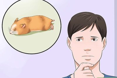 How to Cure Your Not Moving Hamster