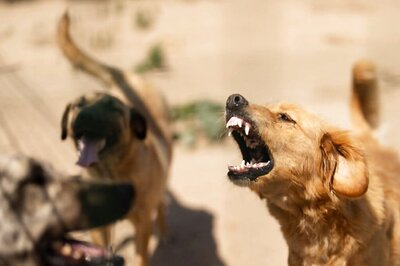 'Bites People, Eats Raw Meat': Days After Being Bitten, MP Man Starts Behaving Like a Dog Himself