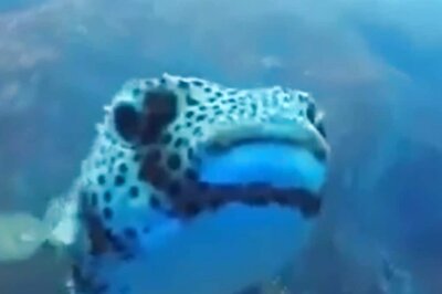 This Diver's Underwater Adventure Took A Sweet Turn, Thanks To This 'Curious' Puffer Fish