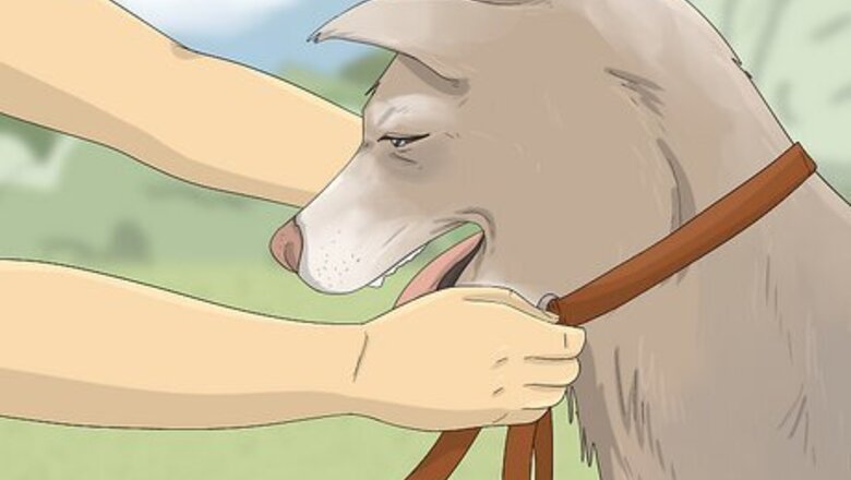 How to Walk a Dog