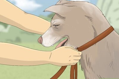 How to Walk a Dog
