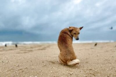 Just Became Pet Parents? Read on to Learn How to Get it Right